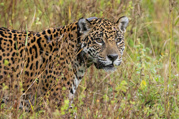 Jaguar (Panthera onca) wearing GPS tracking collar in the Pantanal