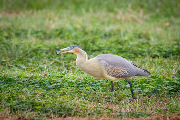Whistling Heron in the Southern Pantanal of Mato Grosso do Sul