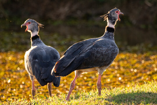 Couple of southern screamers near lake in the Southern Pantanal
