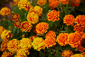 Close-up of Marigold flower blossom in garden