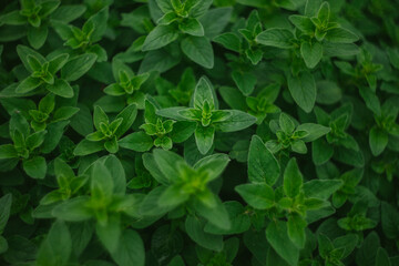 Fresh Oregano Herb Ready to Harvest