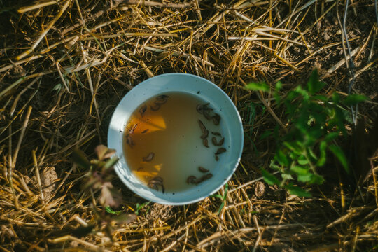 Catching garden slugs with a bowl of beer