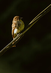 Phoebe bird - tyrant flycatcher - Sayornis