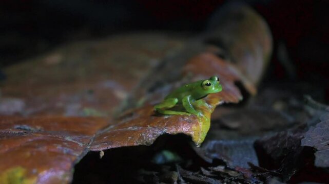 glass frog on a dry leaf