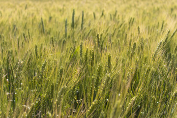 Green wheat field in the wind. Agriculture in Ukraine. Ears of wheat background. Summer harvest. Green rye field. Wheat field landscape. Green cereal plant. Beauty in nature.