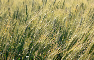 Green wheat field in the wind. Agriculture in Ukraine. Ears of wheat background. Summer harvest. Green rye field. Wheat field landscape. Green cereal plant. Beauty in nature.