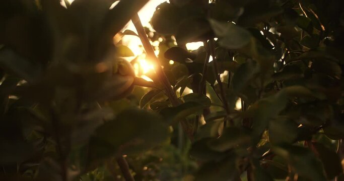 Pomelo fruit, Looking up at the sun through dense citrus trees with ripe fruit. Citrus pomelo fruit ripening on tree close up, green fruit. 4K