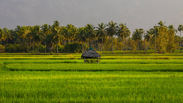 A hut in the middle of vast paddy fields at Kollengode, Palakkad - A border village in Kerala Famous for its beautiful stretch of paddy fields and waterfalls.