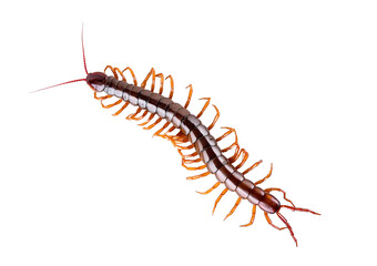 Obraz premium Centipede isolated on the white background