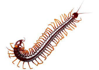 Fototapeta premium Centipede isolated on the white background