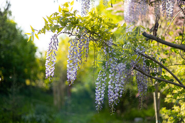 Selective focus of purple flowers Wisteria sinensis or Blue rain. Flowering Japanese Wisteria tree...
