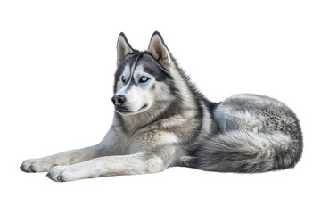 Beautiful Siberian Husky dog lying down with alert expression and striking blue eyes. Perfect for pet-related advertisements and websites.