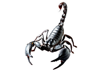 scorpion isolated on white