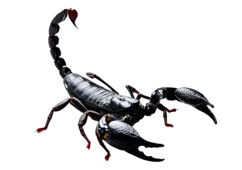 scorpion isolated on white