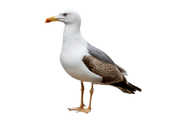 seagull isolated on white