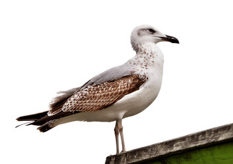 seagull isolated on white