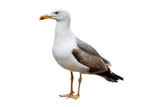 seagull isolated on white