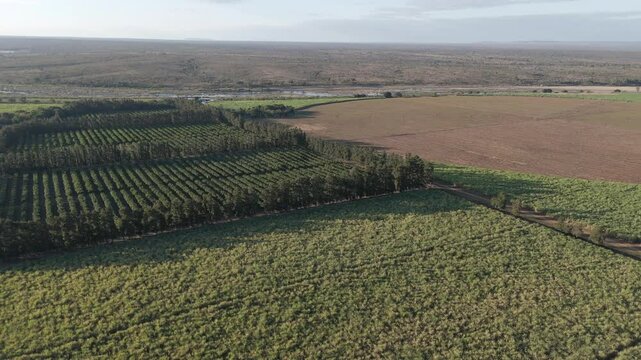 A slow-rotating drone unveils a farming scene bordering Kruger National Park. Lush sugarcane fields contrast with the vibrant green rows of a pepper farm.