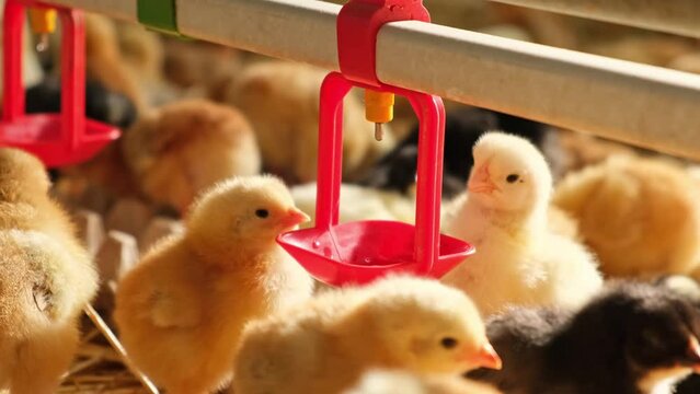small colourful chicks Gallus day old poultry pullets baby chicks new born in a farm sunshine drink water nipple system medication