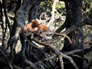 Proboscis Monkey playing. The proboscis monkey (Nasalis larvatus) or long-nosed monkey is an arboreal Old World monkey with an unusually large nose, a reddish-brown skin color and a long tail.