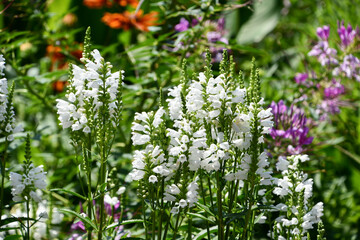 ハナトラノオ　Obedient Plant