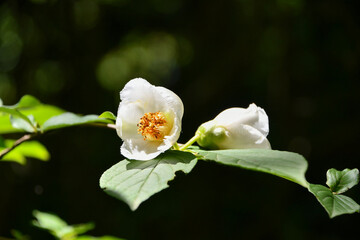 Obraz premium ナツツバキ（沙羅双樹の花）