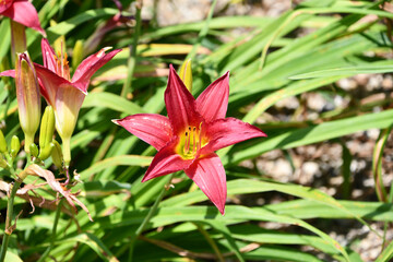 Fototapeta premium ヘメロカリス「リトルビジネス」