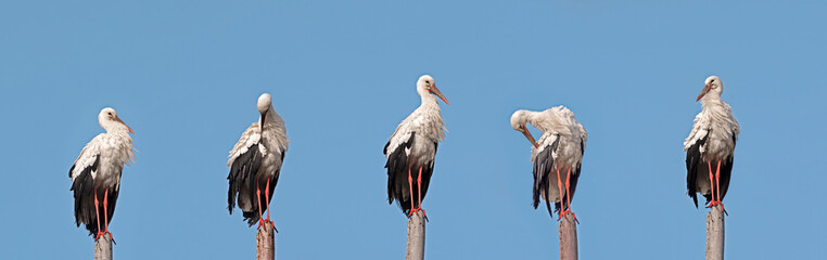 five white storks perched on sticks