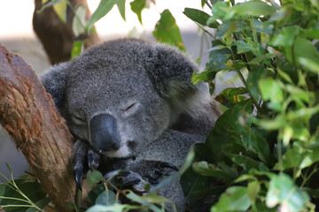 koala in tree © daniel