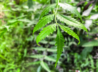 Closeup nature scene with green nym leaves and background.