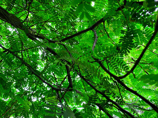 Beautiful leaves and yellow flowers of tamarind tree in the garden.