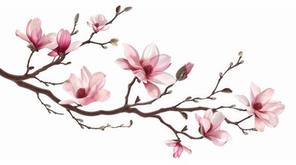 Fototapeta premium Isolated white background branch with pink magnolia flower in spring