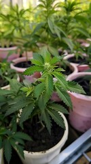 Fressia in Mendoza nursery, fresia