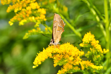 Thecla betulae, or birch marshmallow, or birch tail sits on a flower