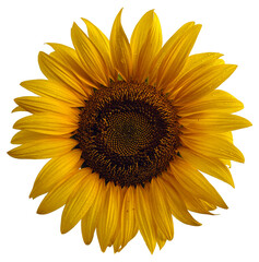 yellow sunflower in transparent background PNG format