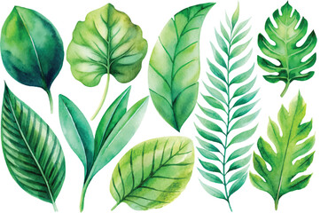green leaves isolated on white