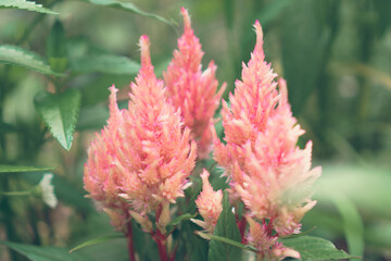 ふんわりピンクのケイトウ