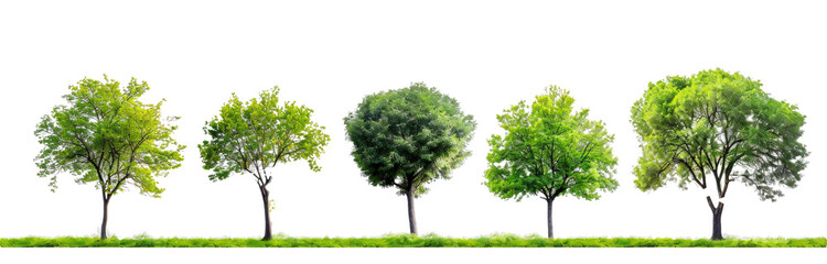 Set trees, tree colocation, png on a transparent background