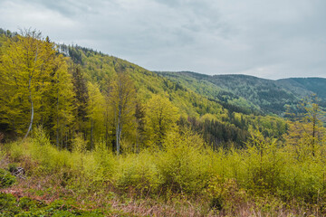 forest in the mountains