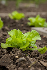 Salad growth in the garden, health nature food