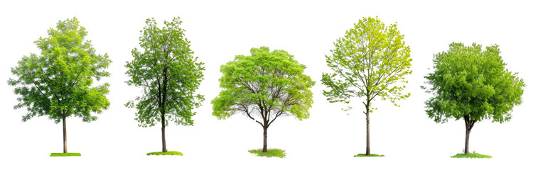 Set trees, tree colocation, png on a transparent background