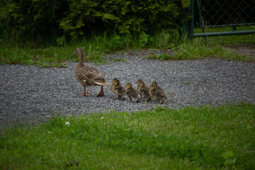 Female Mallard duck (Anas platyrhynchos) and adorable ducklings