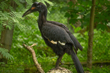 The Abyssinian northern Ground Hornbill, Bucorvus abyssinicus