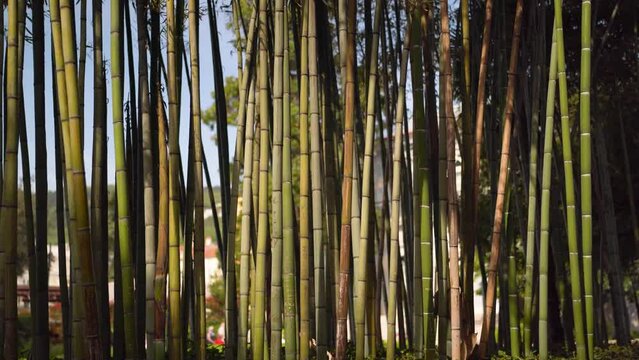 Bamboo in park with initials carved on it