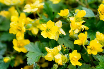 Yellow Waldsteinia flowers. Flowering plant close-up. Waldsteinia ternata. Ground cover in the garden.
