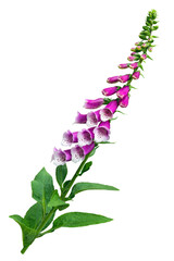 Digitalis purpurea Foxglove isolated on white background