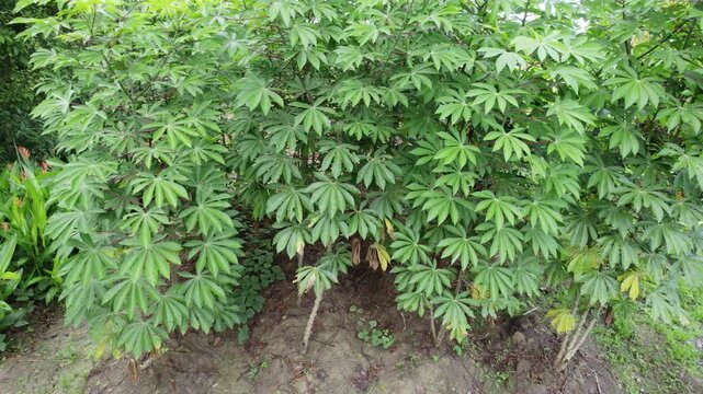 Green cassava tree plants close together on clay, rural countryside