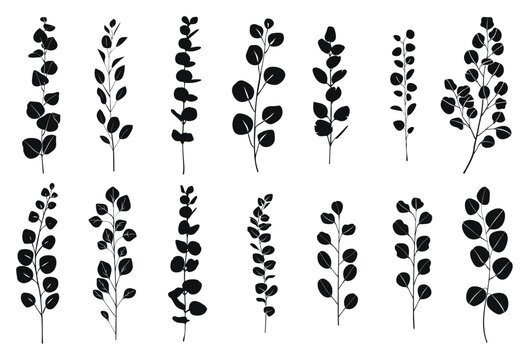 Eucalyptus leaves collection vector black white illustration. Branches with various leaf shapes silhouette.