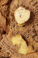 Danakil depression in Ethiopia