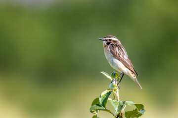 A female whinchat sits atop the bush with green leaves perpendicular to the camera lens on a sunny summer day with green background,